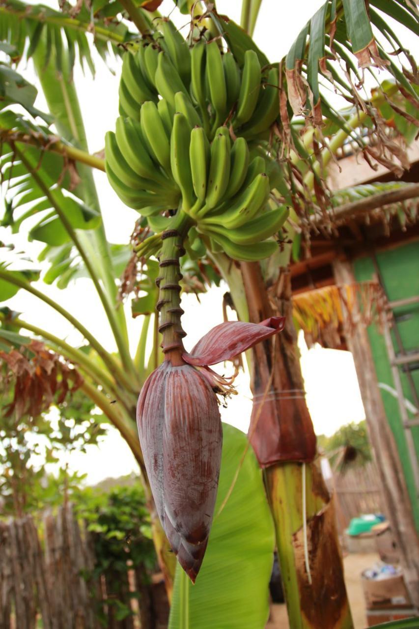 旅馆 Raizes Eco Barra Grande (Piaui)