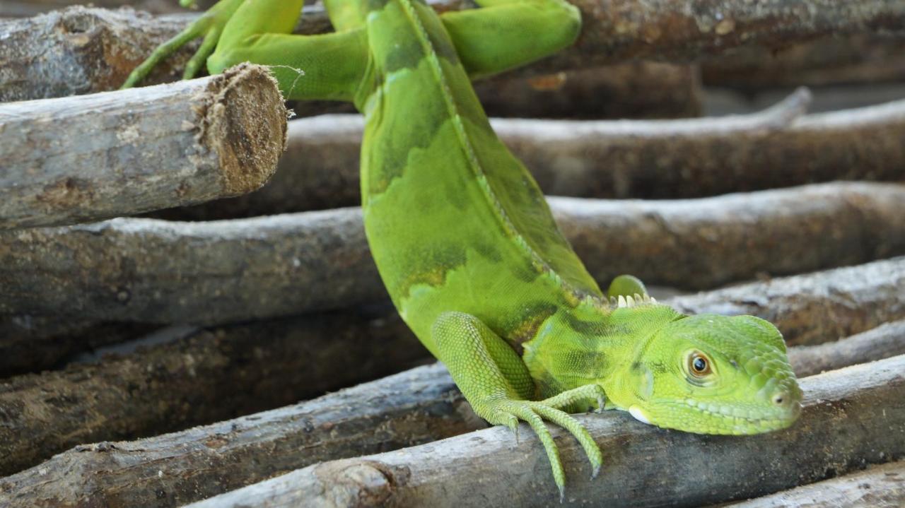 Raizes Eco Barra Grande (Piaui)